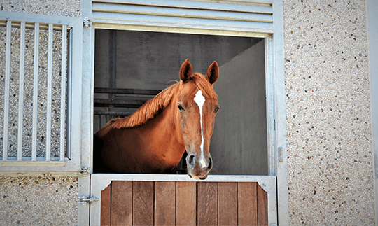 Paard